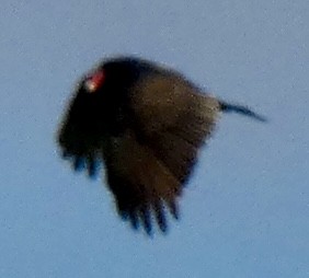 Turkey Vulture - ML646797761