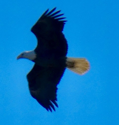 Pygargue à tête blanche - ML646797765