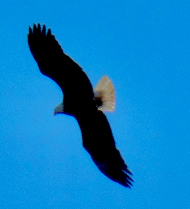 Pygargue à tête blanche - ML646797766