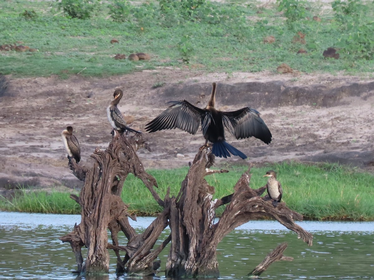 Африканская змеешейка - ML646797767