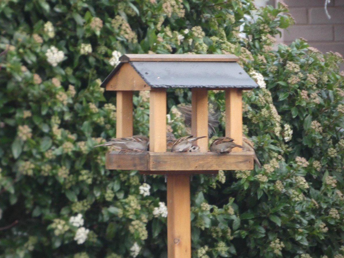 Оронгийн бор шувуу - ML646797768