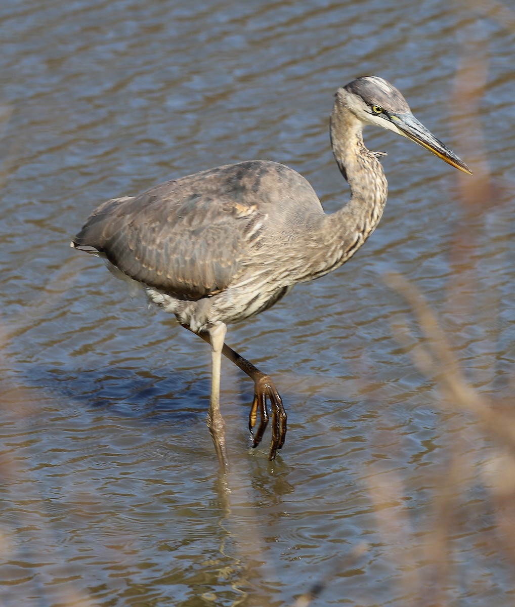 Kanadareiher - ML646797769