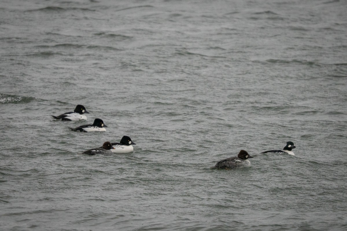 Common Goldeneye - ML646797771