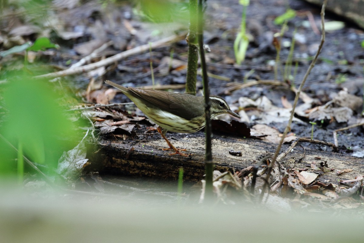 Louisiana Waterthrush - ML646797773