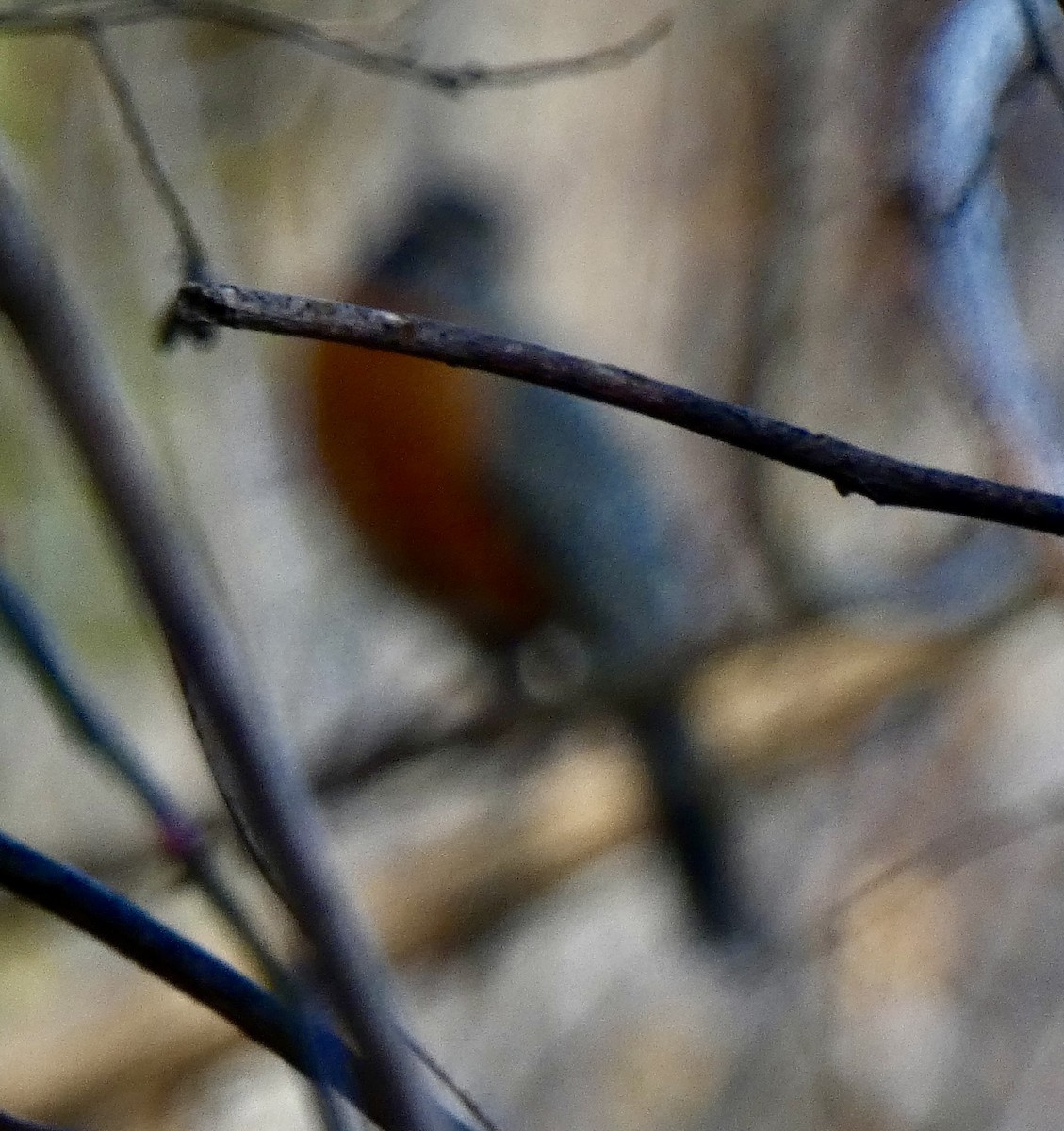 American Robin - ML646797774