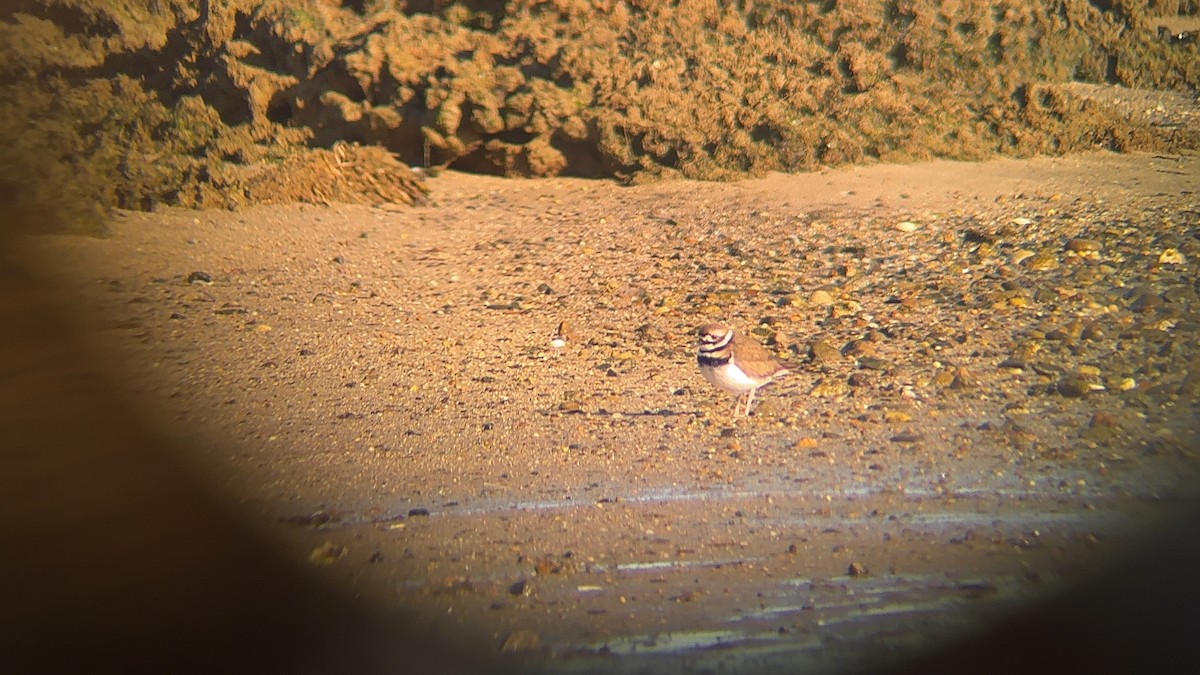 Killdeer - ML646797779