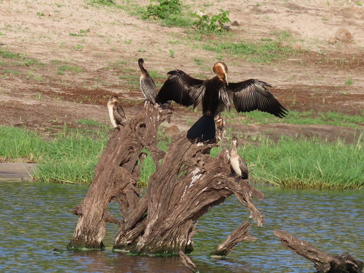 Африканская змеешейка - ML646797784