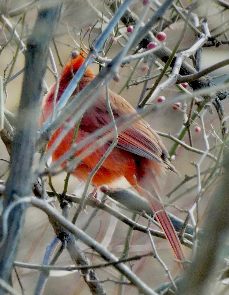 Northern Cardinal - ML646797786