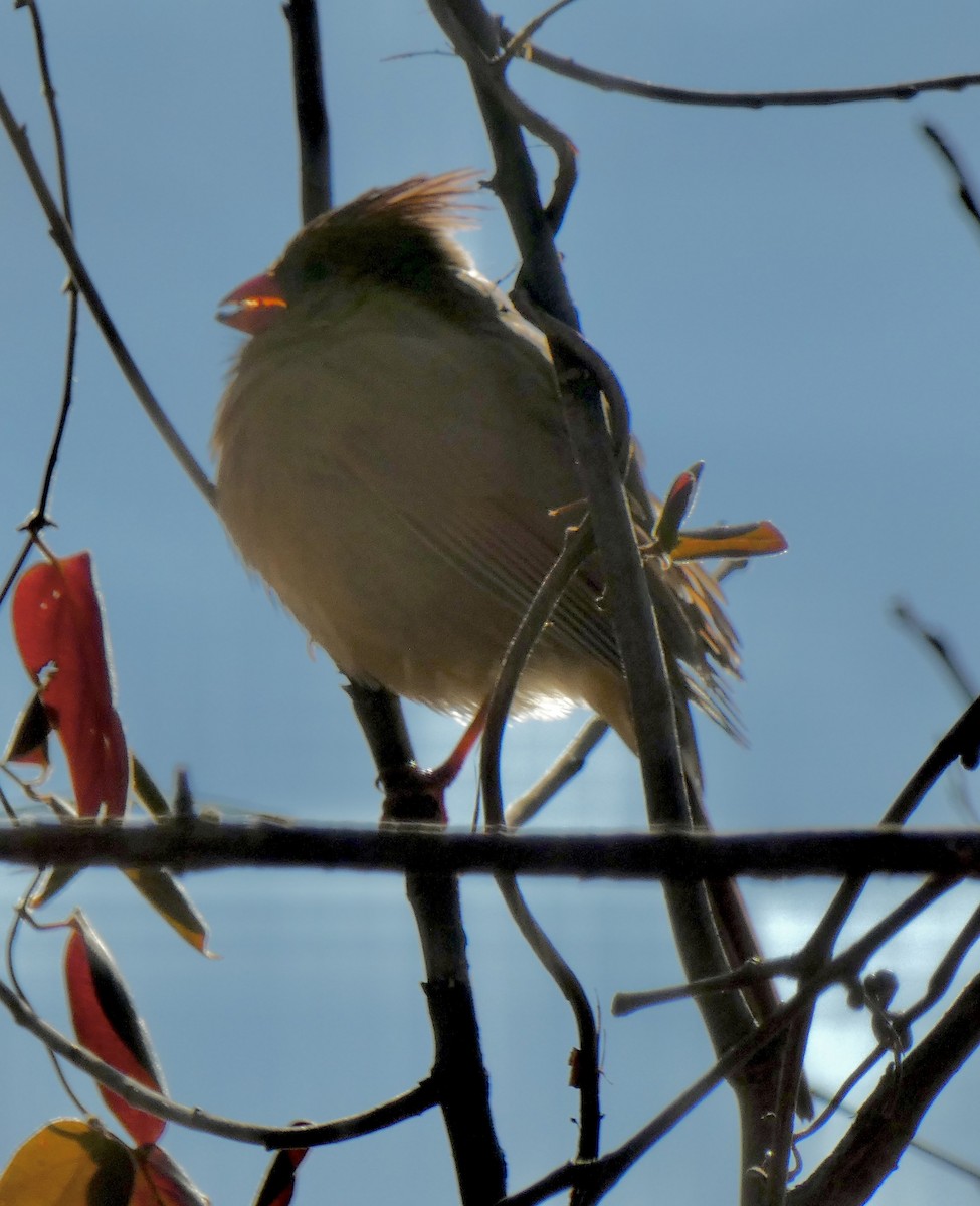 Northern Cardinal - ML646797787