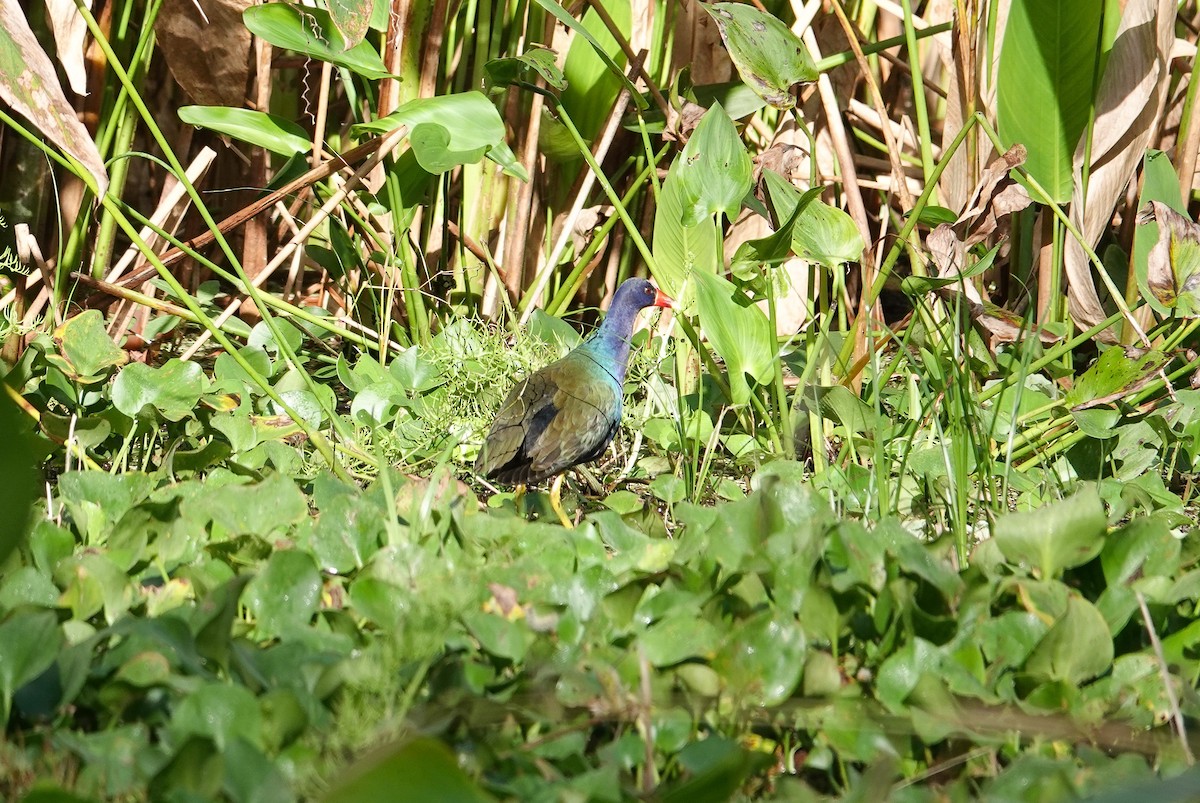 Purple Gallinule - ML646797788