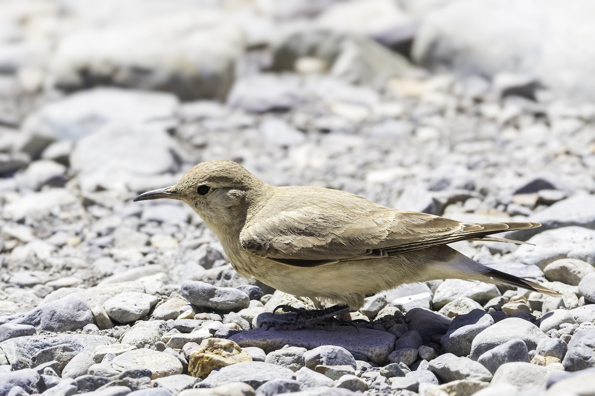 Землекоп блідий - ML646797790