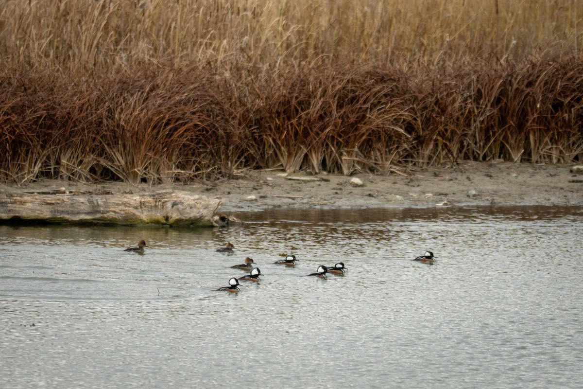 Hooded Merganser - ML646797791