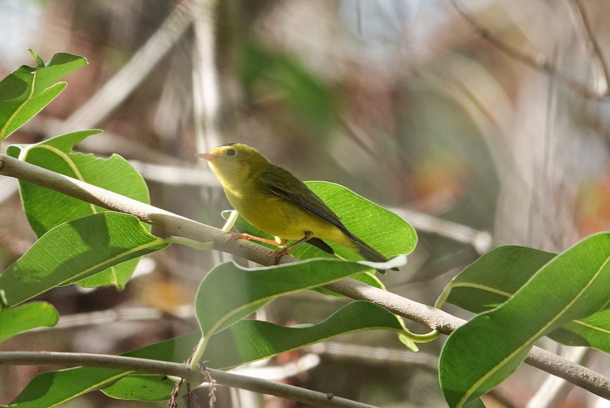 Wilson's Warbler - ML646797794