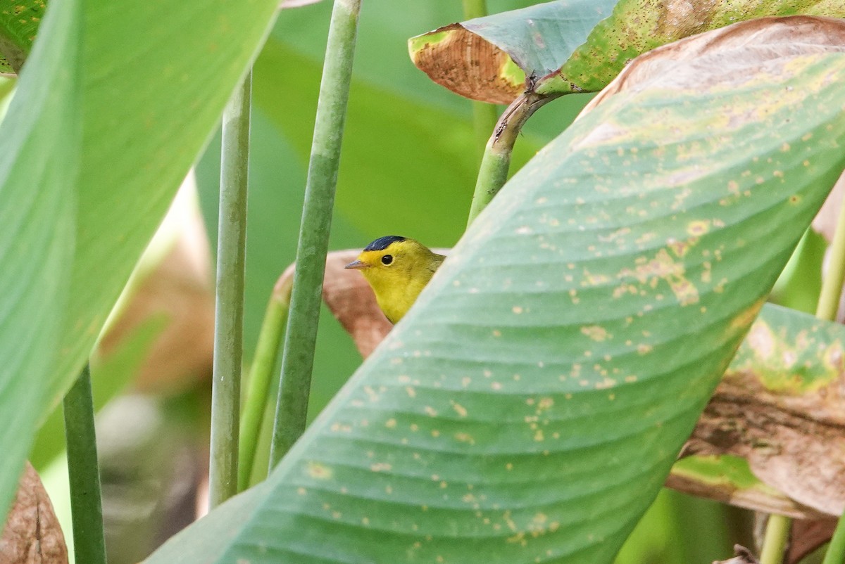 Wilson's Warbler - ML646797795
