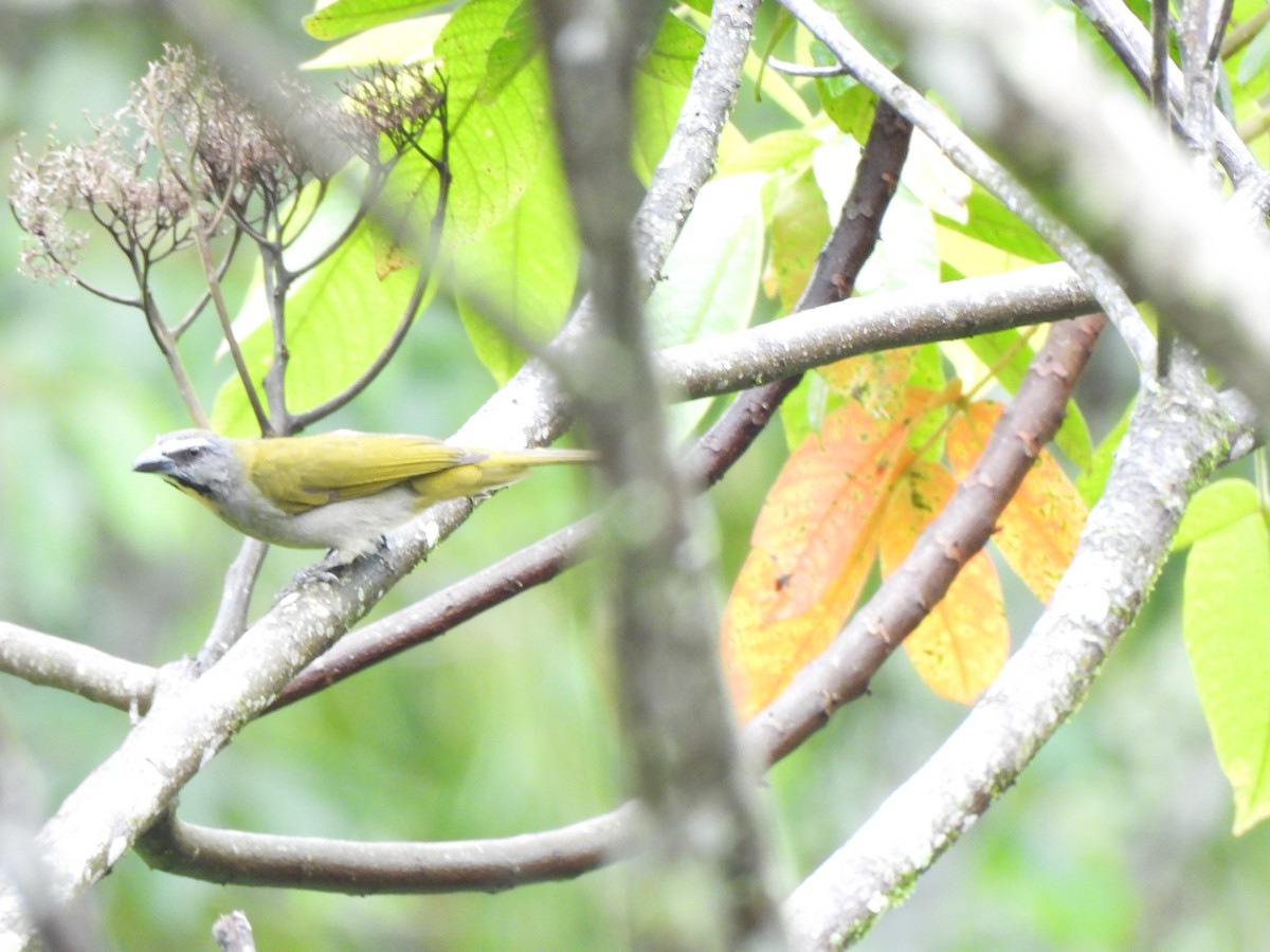 Pepitero Gorjicanelo - ML646797796
