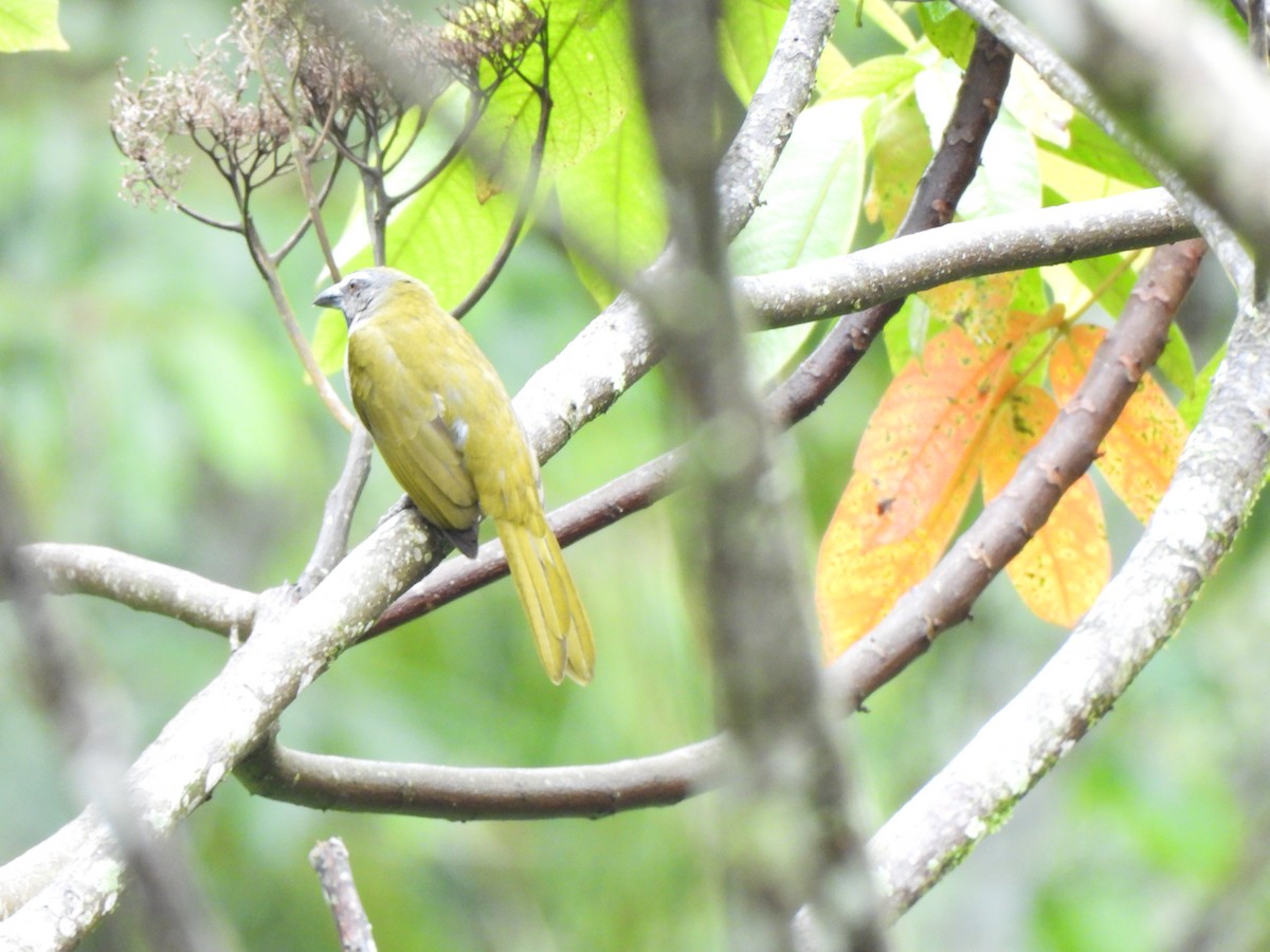 Pepitero Gorjicanelo - ML646797797