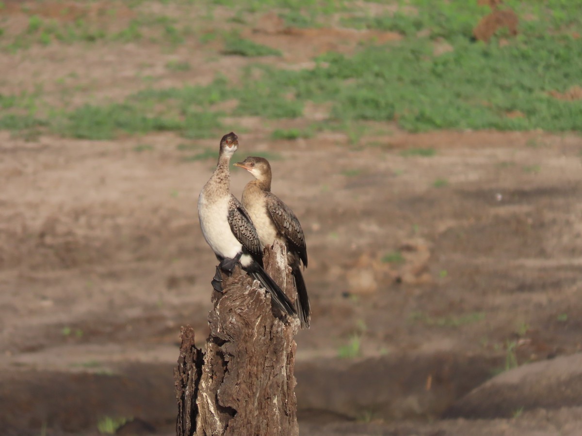 Камышовый баклан - ML646797798