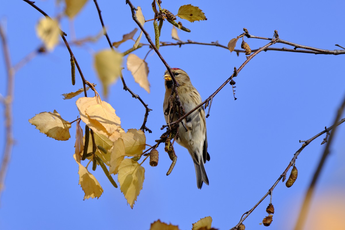 Redpoll (Lesser) - ML646797800
