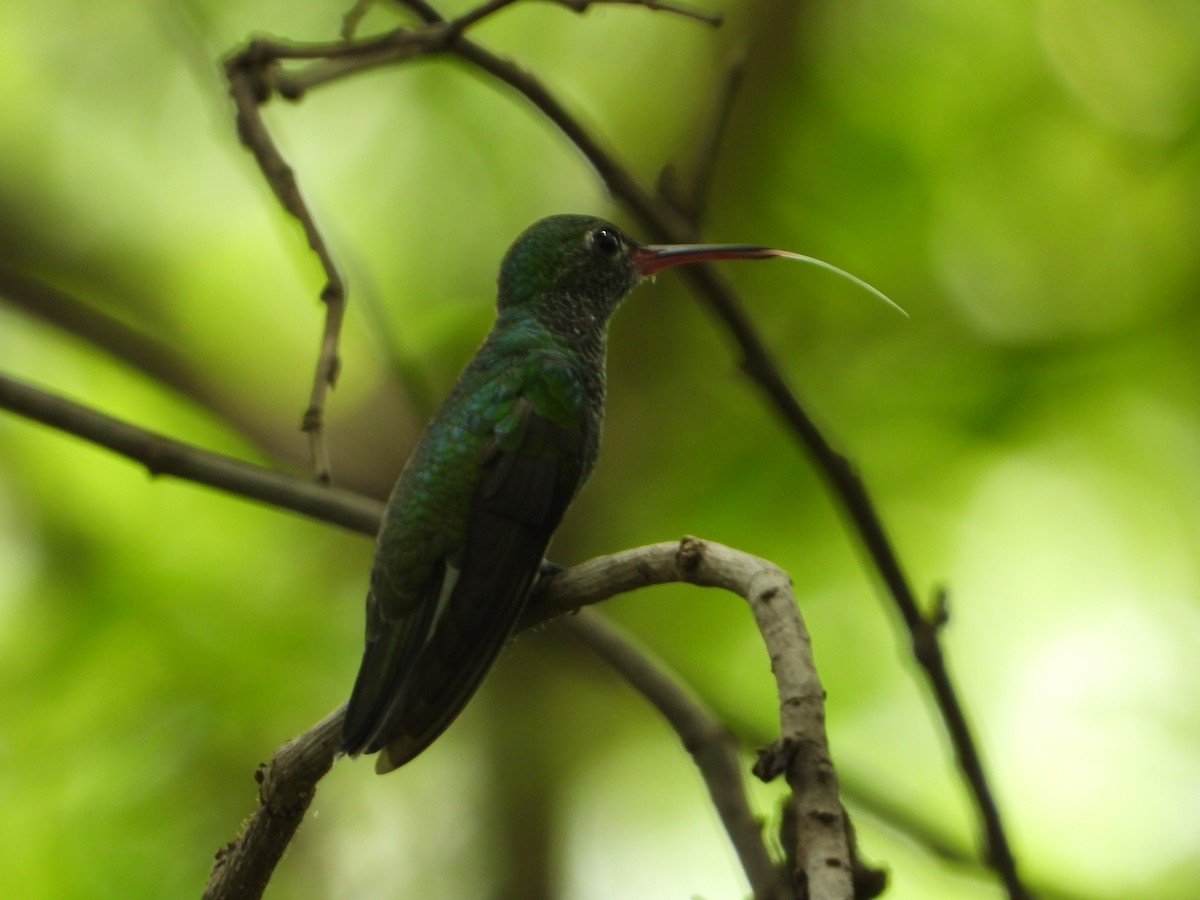 Glittering-throated Emerald - ML646797801