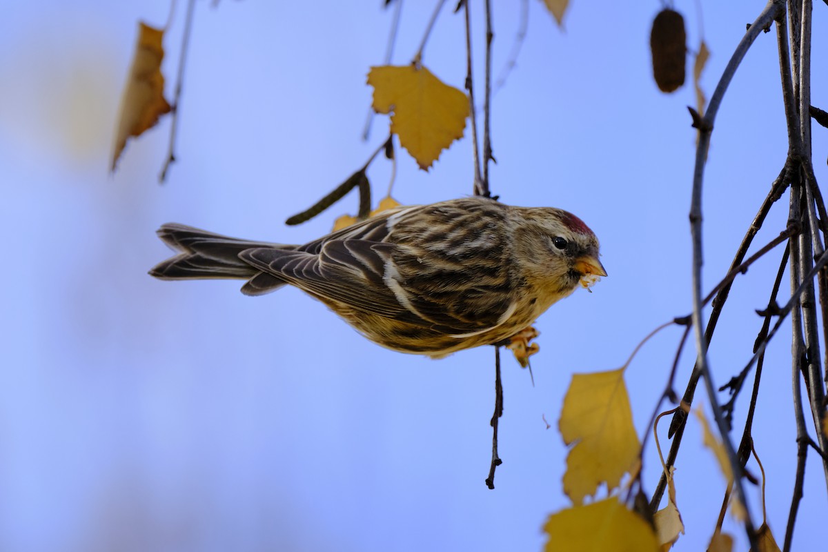 Redpoll (Lesser) - ML646797802