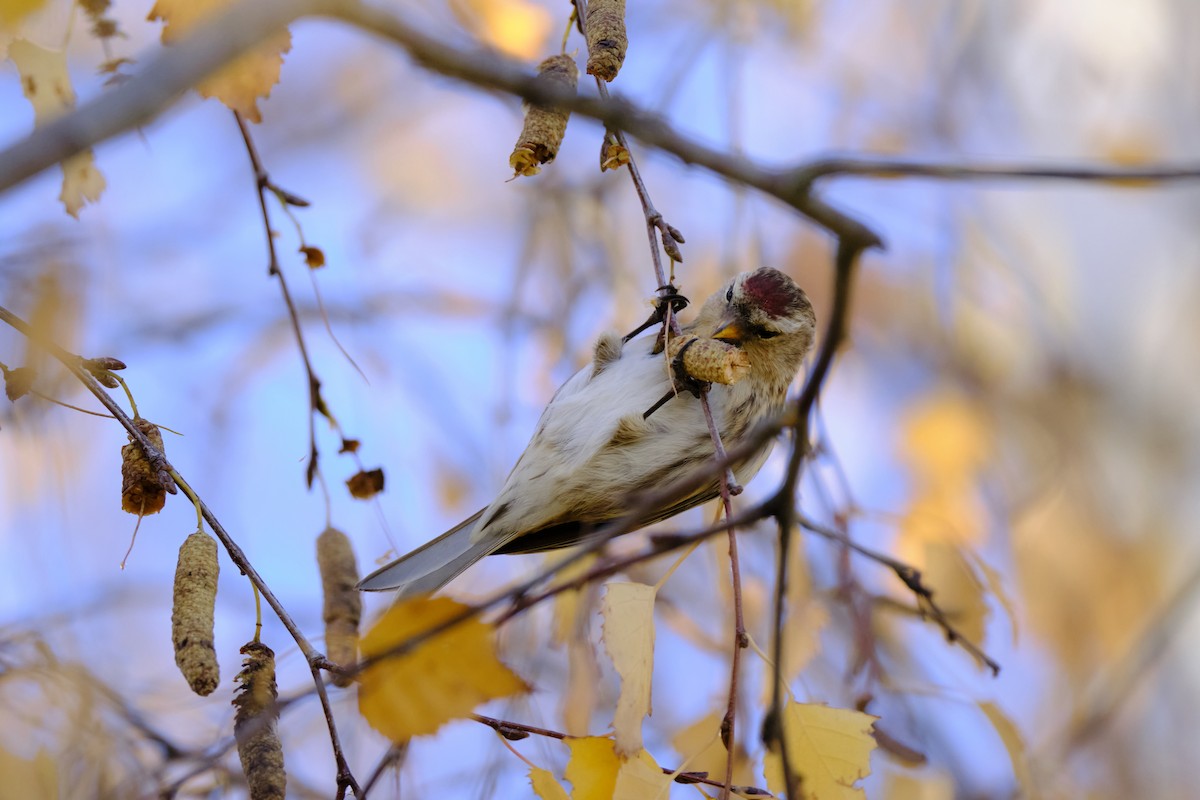 Redpoll (Lesser) - ML646797803