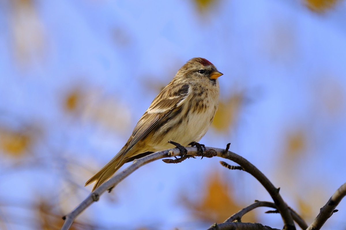Redpoll (Lesser) - ML646797804