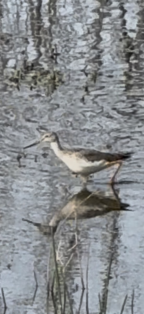 オオキアシシギ - ML646797806