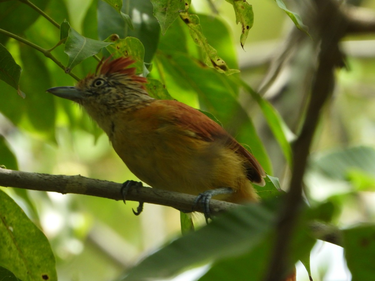 シマアリモズ（doliatus グループ） - ML646797811