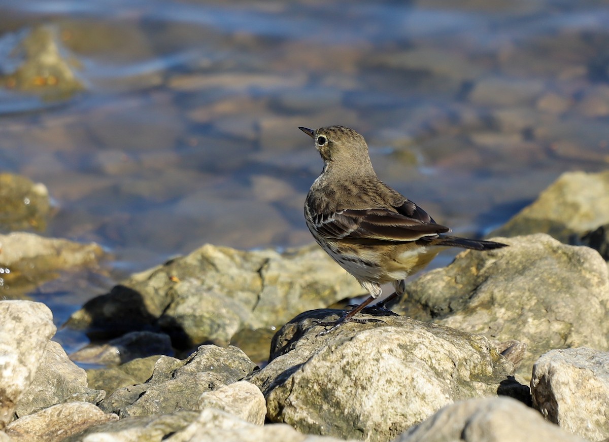 Amerikapieper - ML646797812