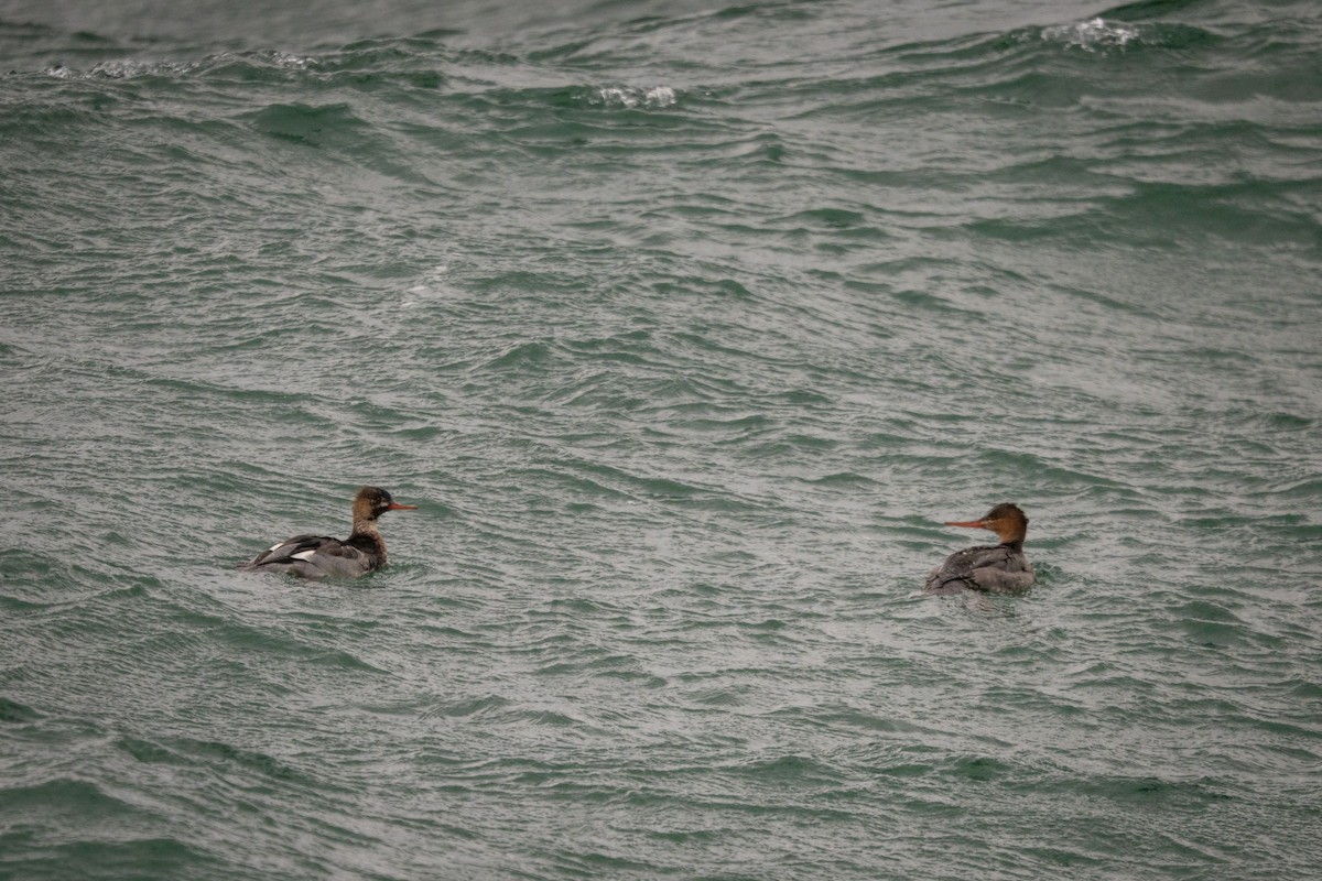 Red-breasted Merganser - ML646797814