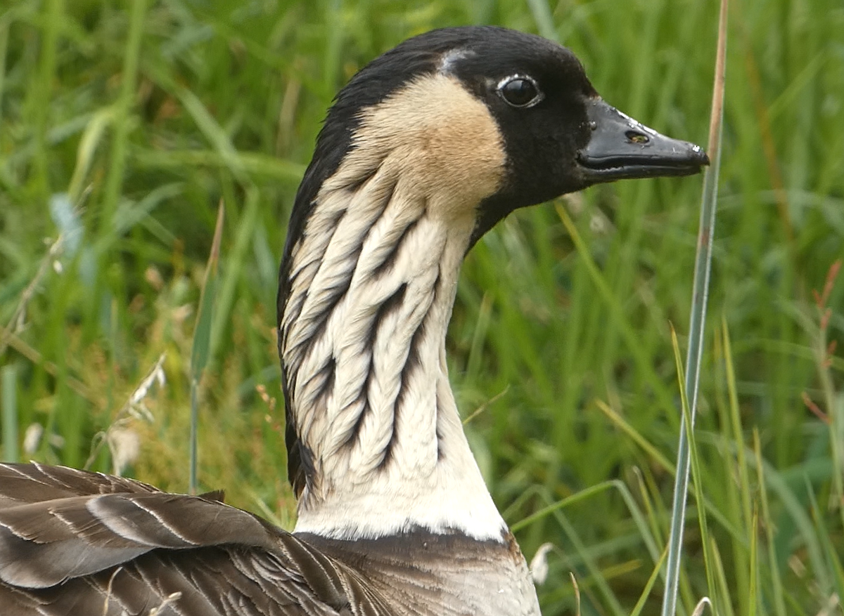Hawaiian Goose - ML646797815