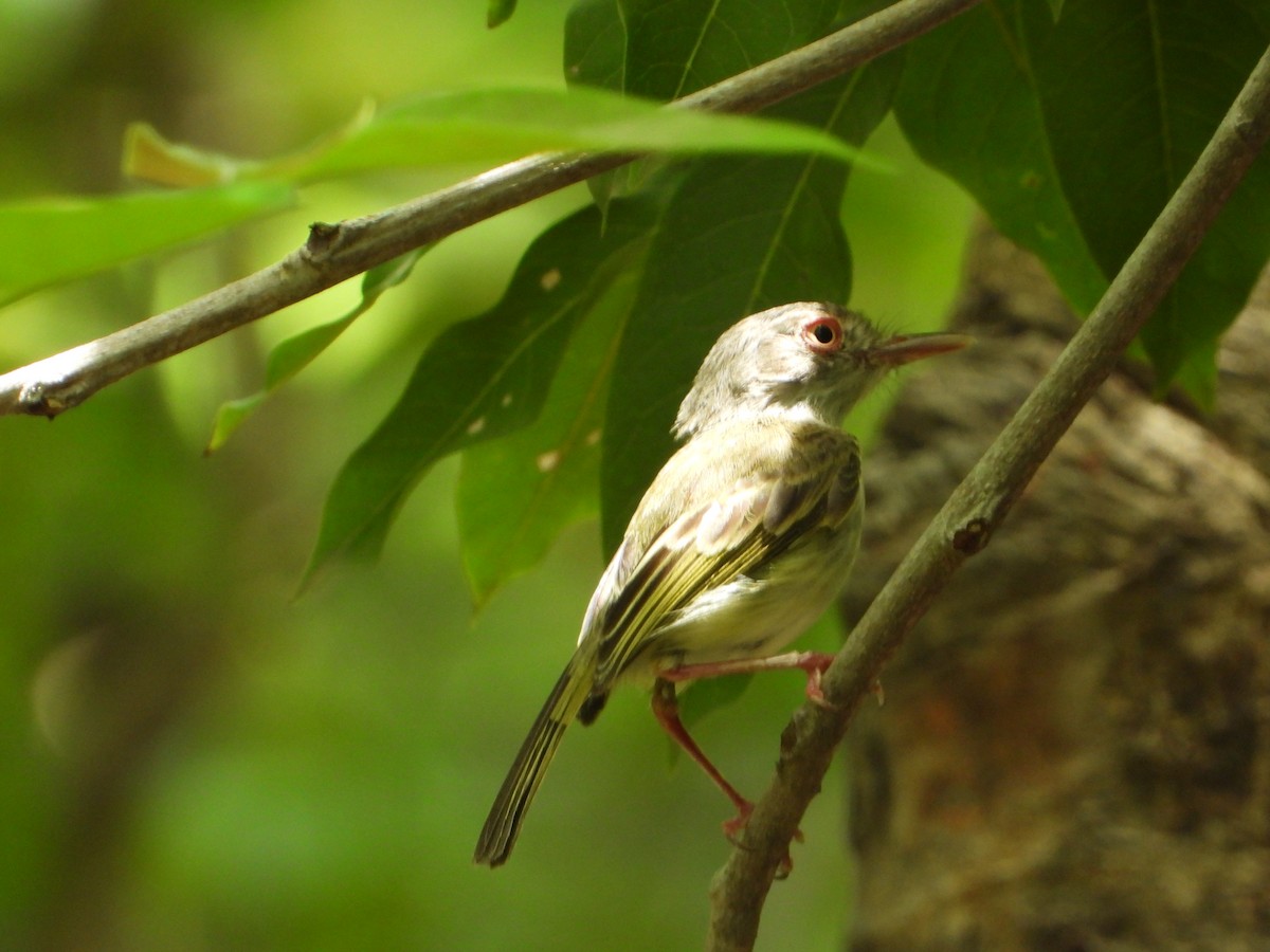 Pearly-vented Tody-Tyrant - ML646797816