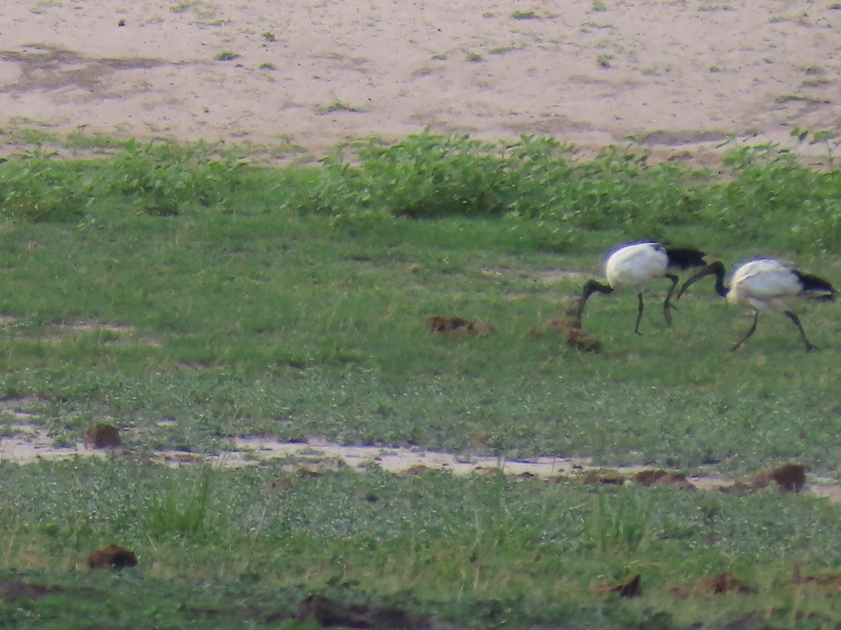 Священный ибис - ML646797817