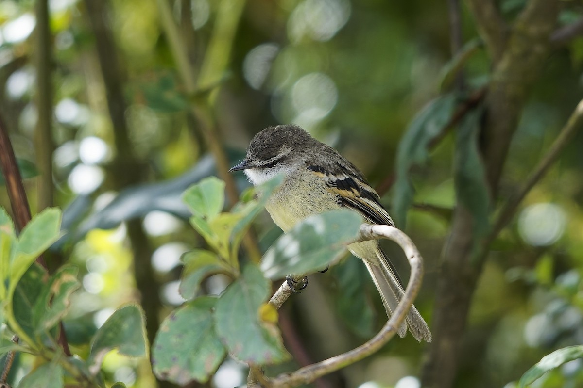 White-throated Tyrannulet - ML646797818