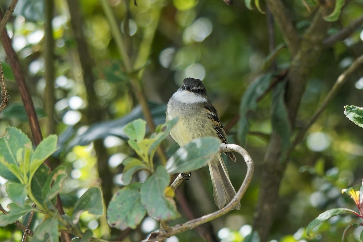 White-throated Tyrannulet - ML646797820