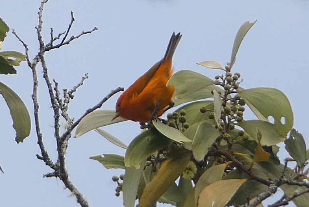 Hawaii Akepa - ML646797821