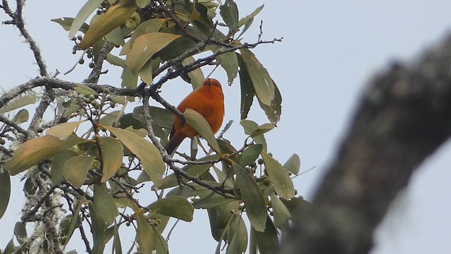 Hawaii Akepa - ML646797822