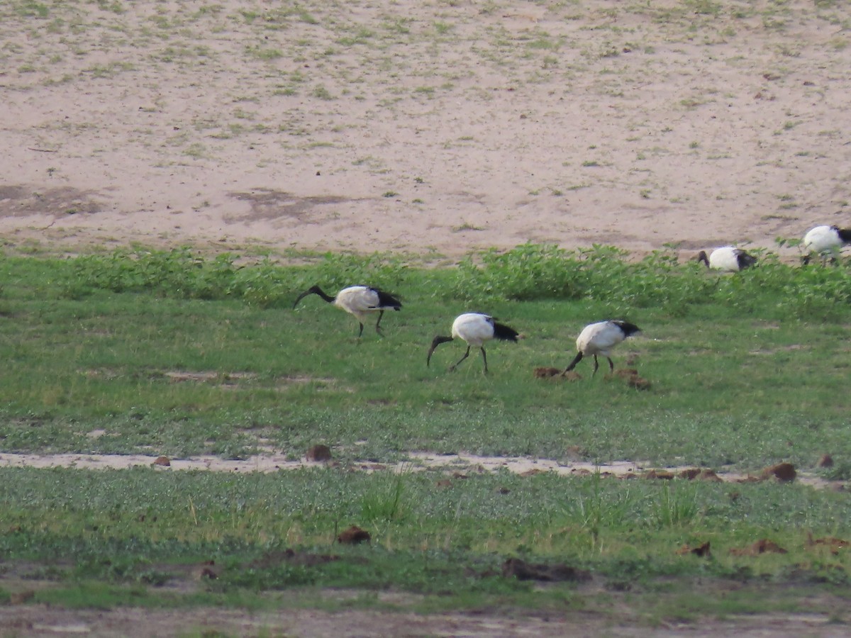 Священный ибис - ML646797825