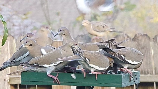 White-winged Dove - ML646797845