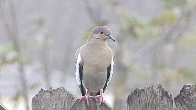 White-winged Dove - ML646797847