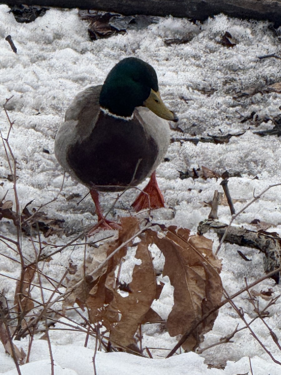 Mallard - ML646797849