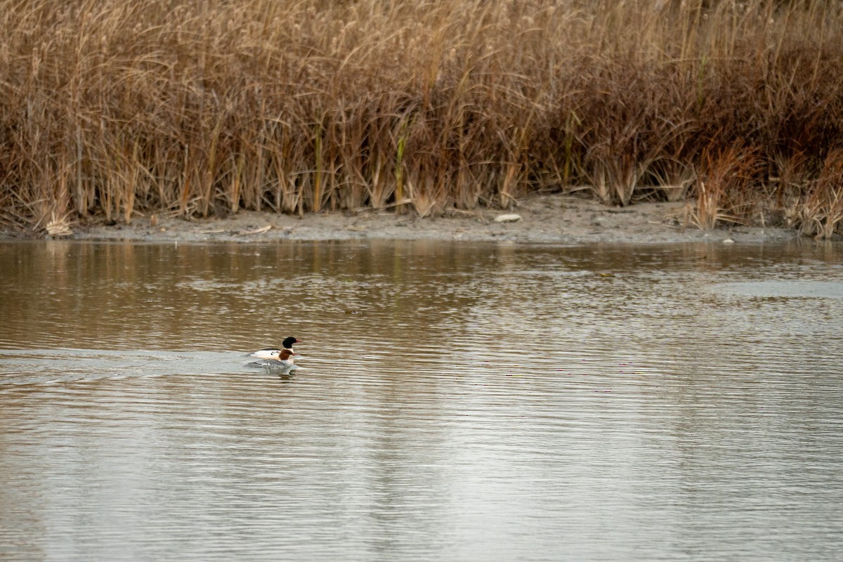 Common Merganser - ML646797850