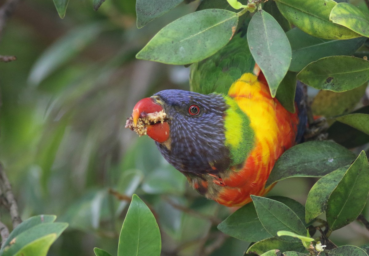 Rainbow Lorikeet - ML646797853