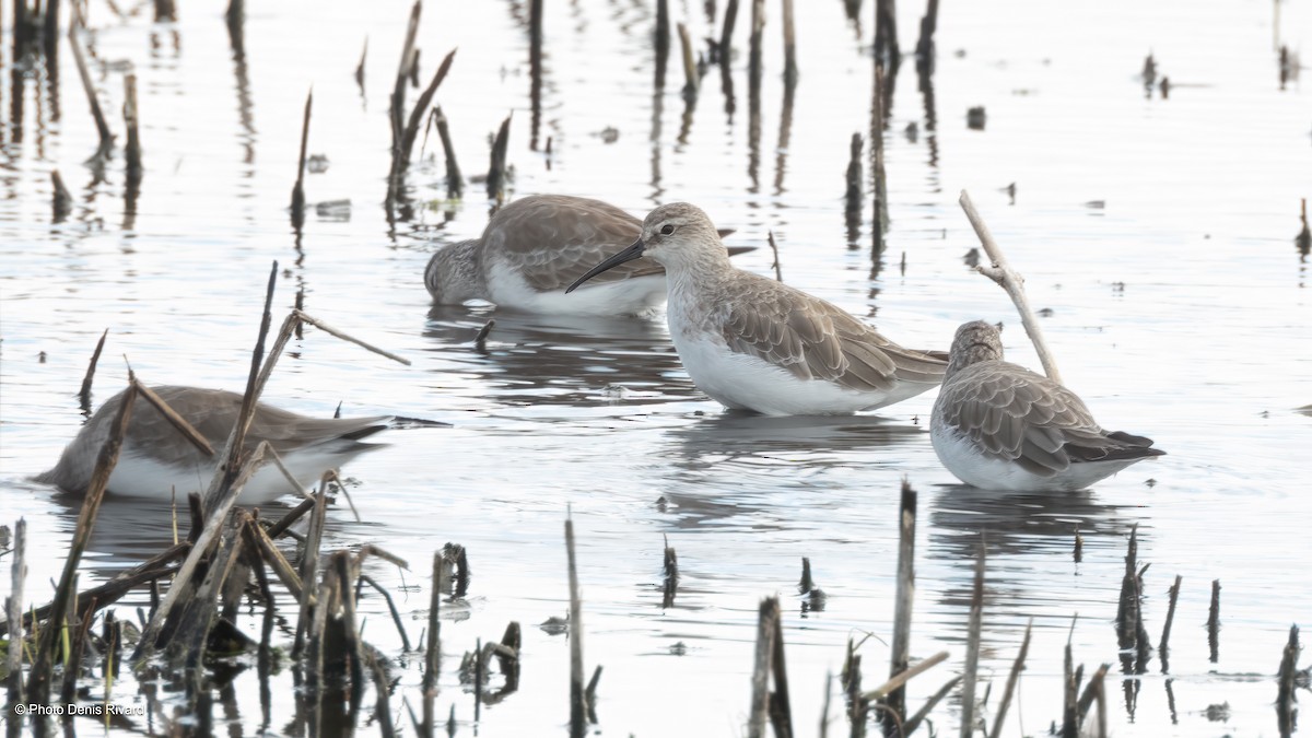 Sichelstrandläufer - ML646797855