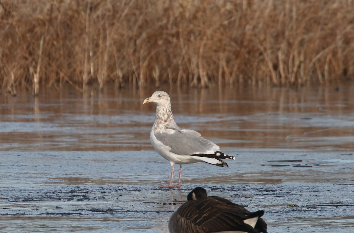 American Herring Gull - ML646797856