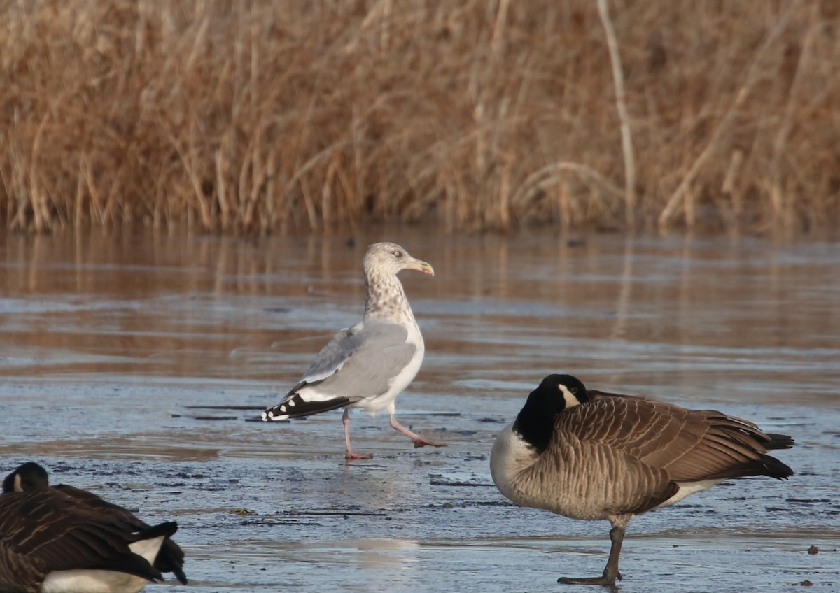 American Herring Gull - ML646797857