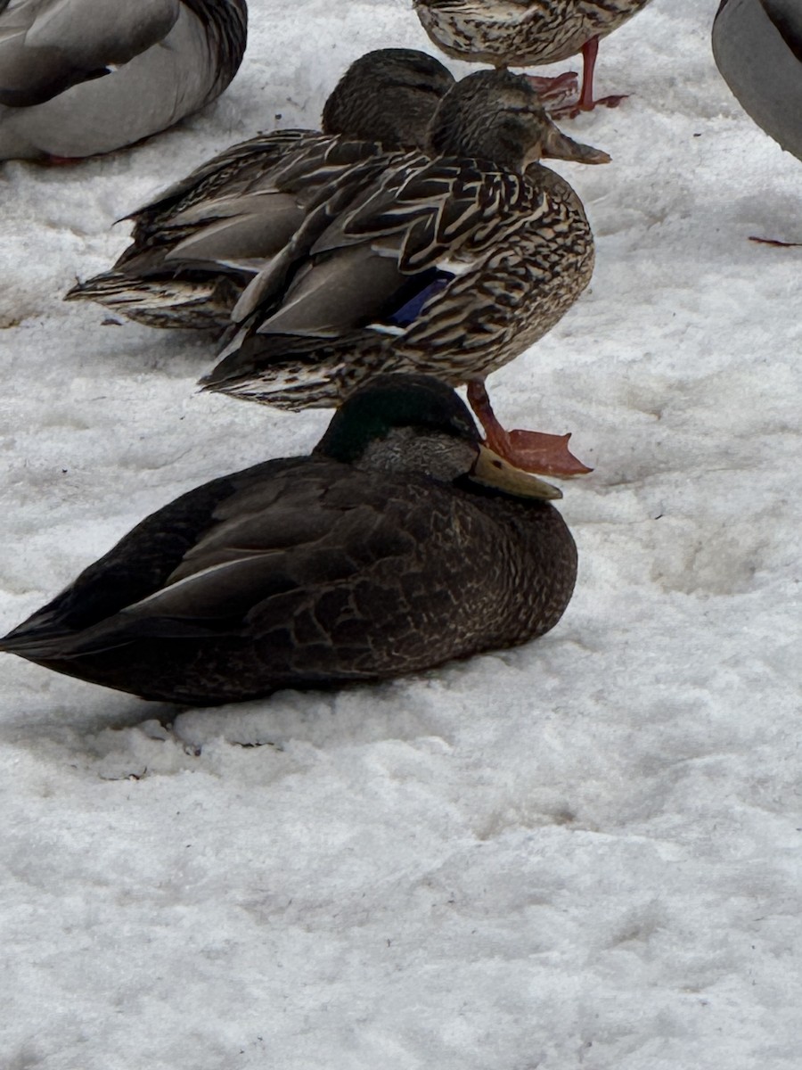 Mallard x American Black Duck (hybrid) - ML646797864