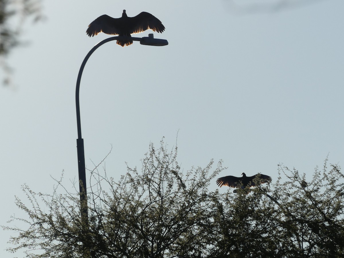 Turkey Vulture - ML646797865