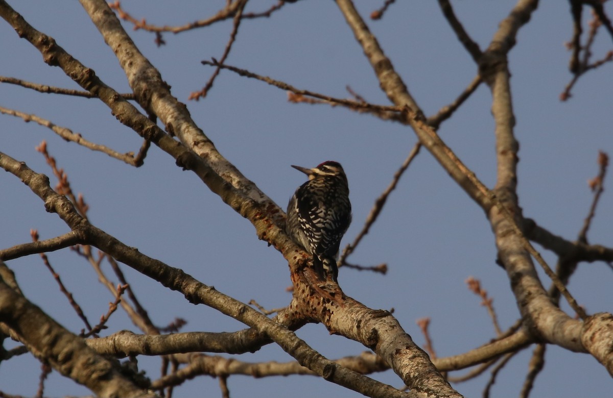 Yellow-bellied Sapsucker - ML646797867