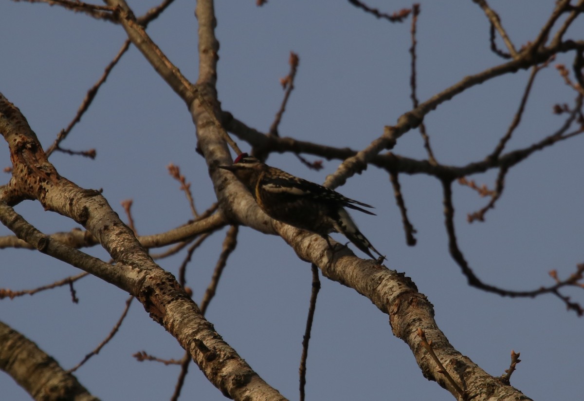 Yellow-bellied Sapsucker - ML646797868